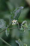 Black nightshade